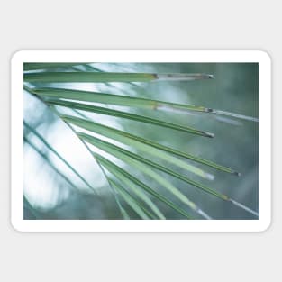 Palm leaves Sticker